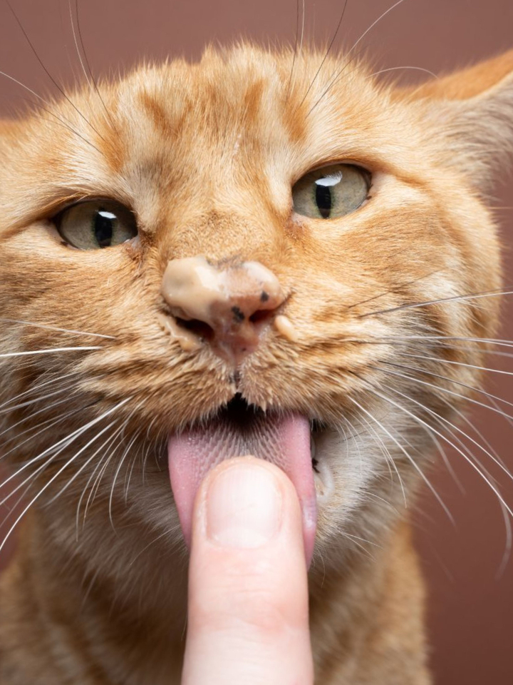 El vínculo entre gatos y dueños