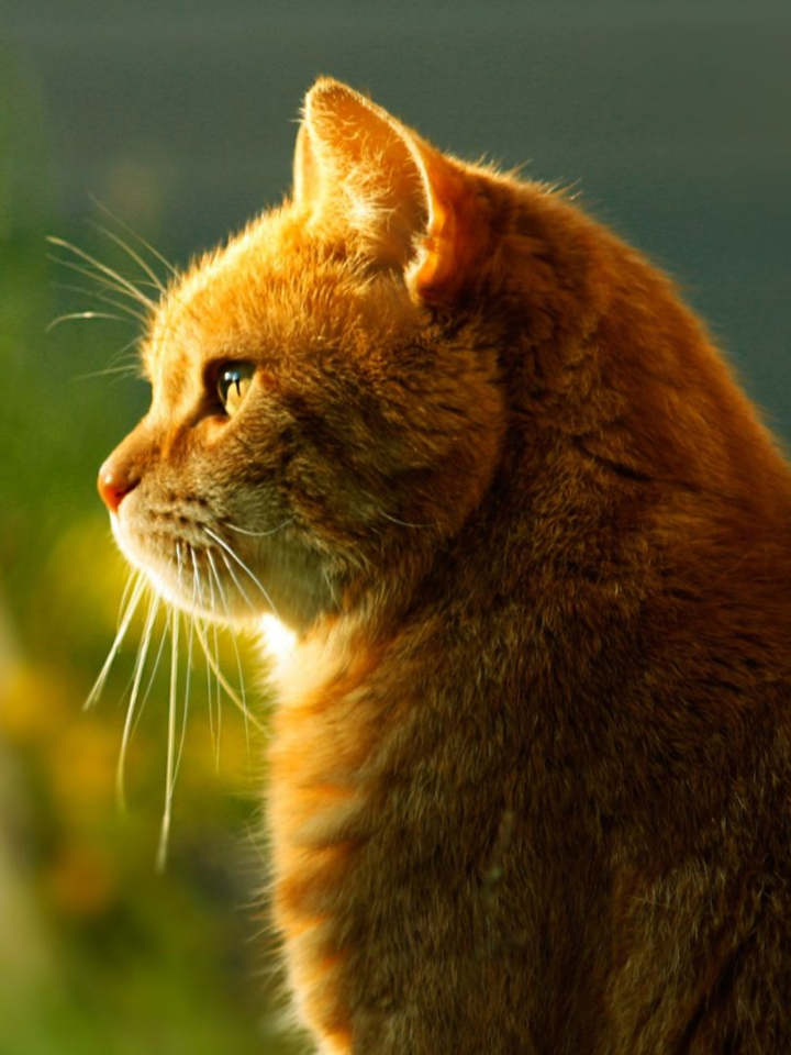 Qué tener en cuenta para vivir con un gato