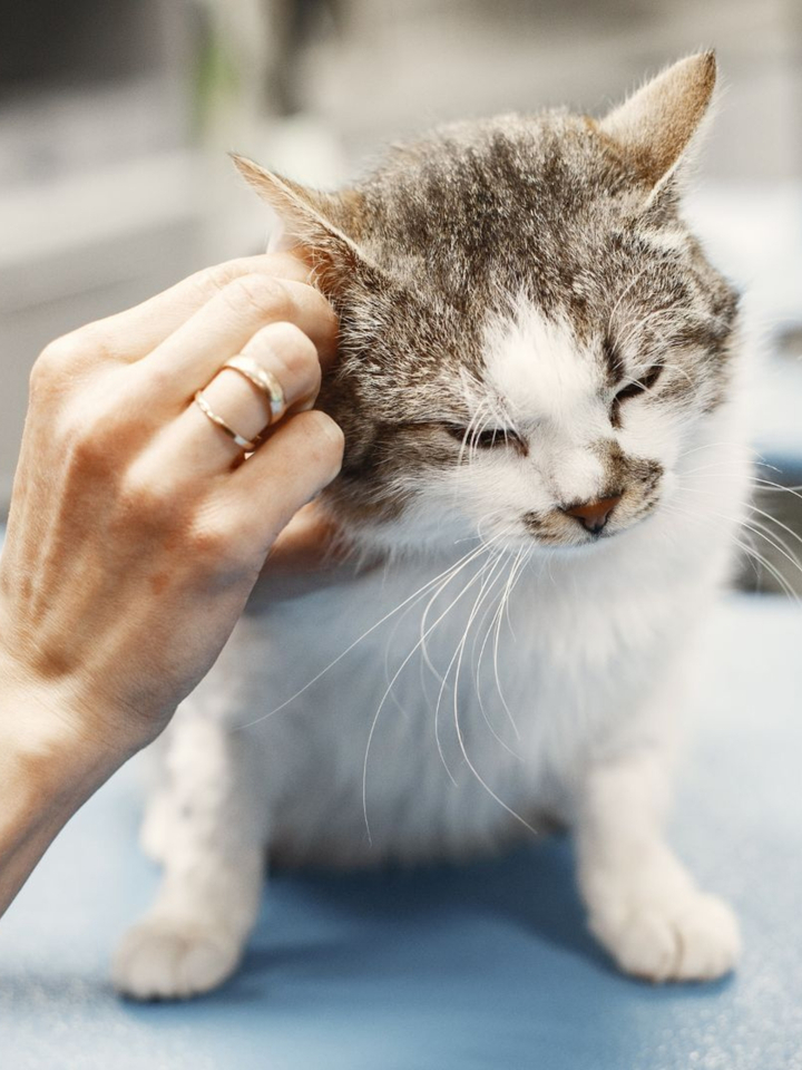 La salud de los felinos