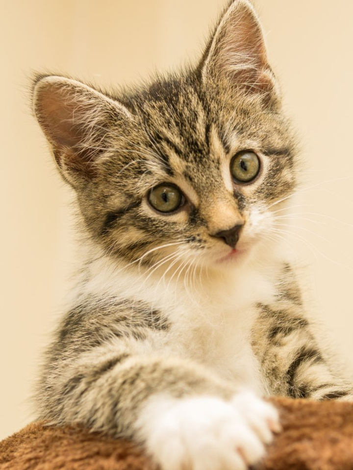 Todo sobre los gatos
