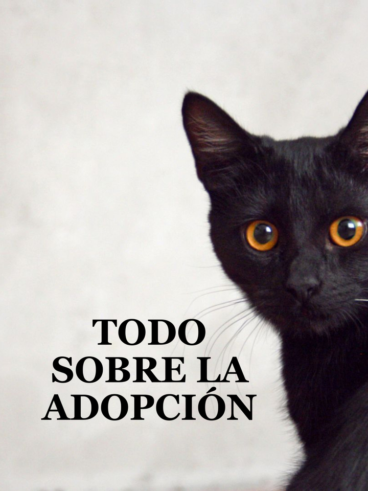 Todo sobre la adopción