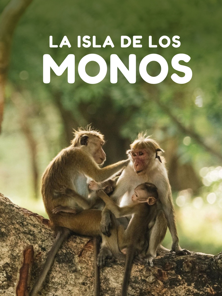 L'île aux singes