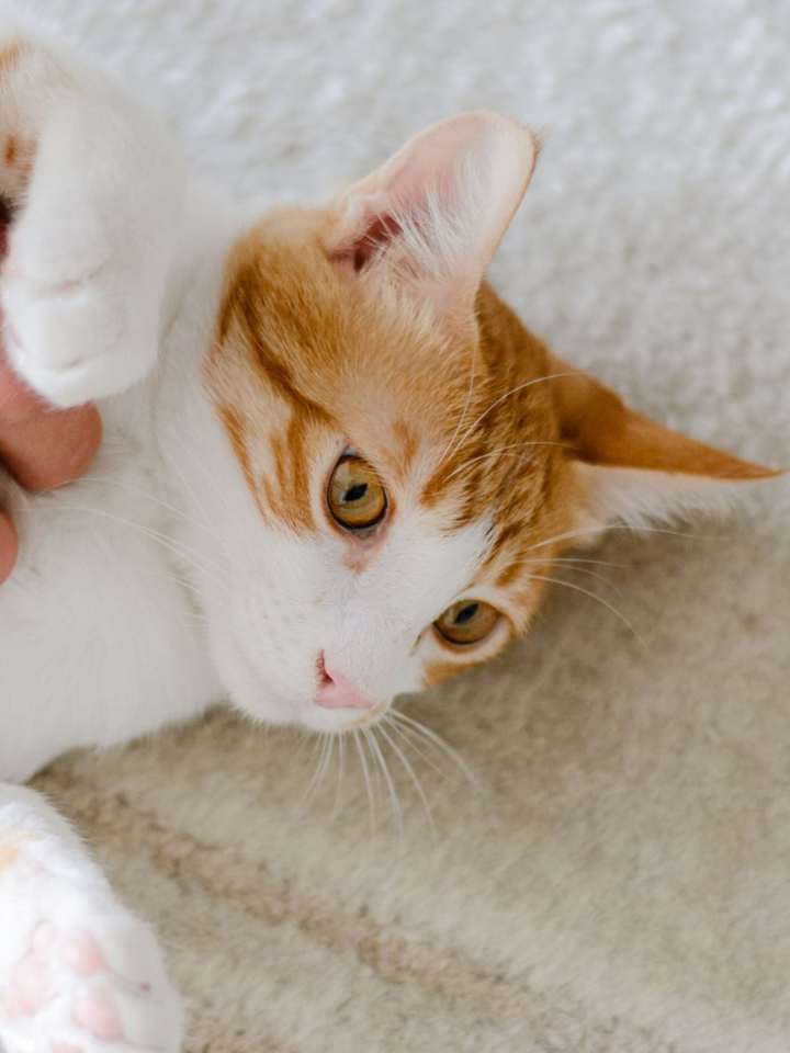La relación entre gatos y dueños